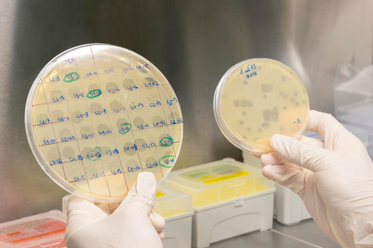 bacteriofagos_control_Salmonella-